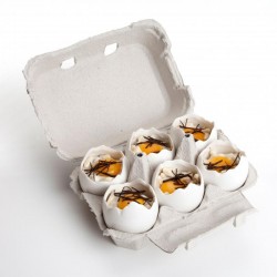 100% Chef Broken Egg Porselen Sunum Kasesi, 50 ml, 10 Adet - Thumbnail