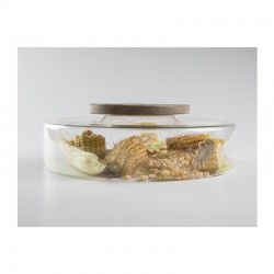 100% Chef Advance Glass Plate Base, 28x8,5 см - 100% Chef (1)