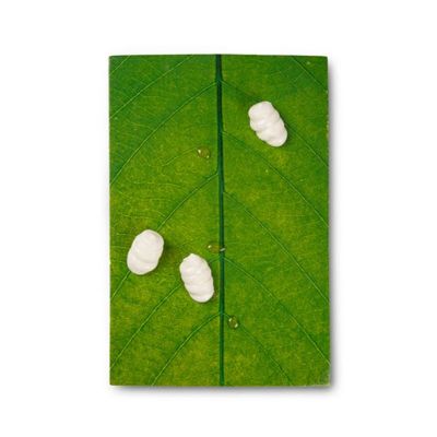 100% Chef Leaf Printed Porcelain Presentation Plate, 30x21 cm - 100% Chef